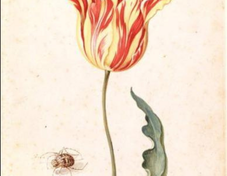 Tulp en spin , 1650 - 1670